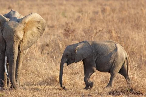 Wild Elephant Stock Photos