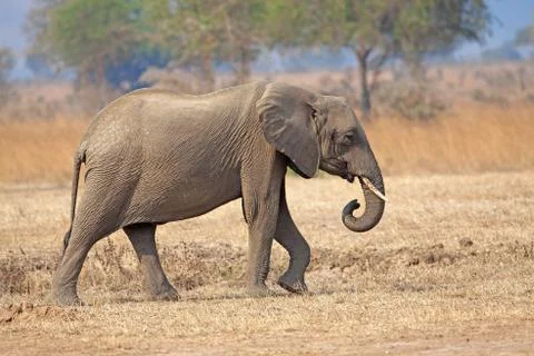 Wild Elephant Stock Photos
