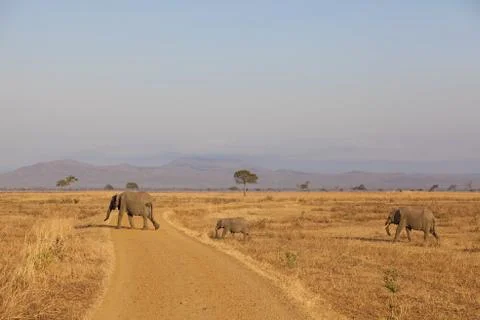 Wild Elephant Stock Photos