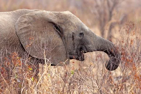 Wild Elephant Stock Photos