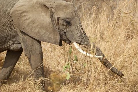 Wild Elephant Stock Photos