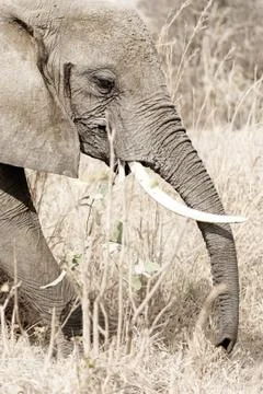 Wild Elephant Stock Photos