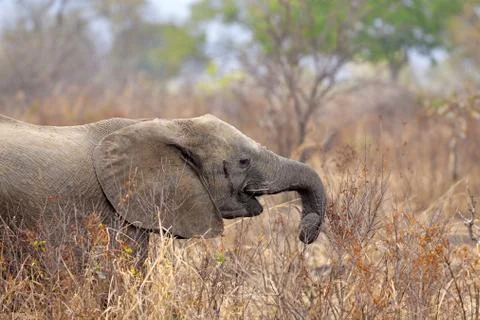 Wild Elephant Stock Photos