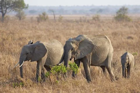 Wild Elephant Stock Photos