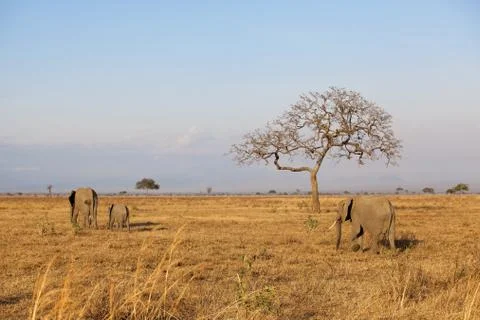 Wild Elephant Stock Photos