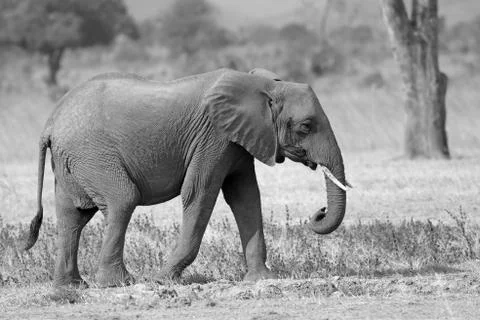 Wild Elephant Stock Photos