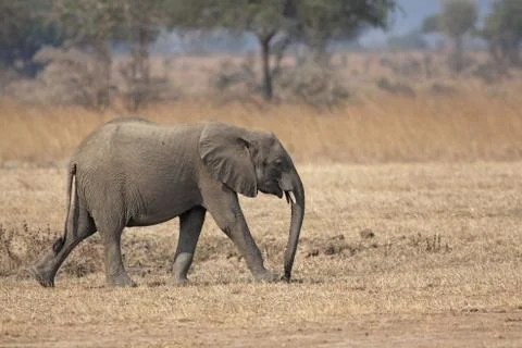 Wild Elephant Stock Photos