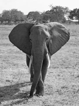 Wild Elephant Stock Photos
