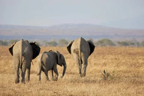 Wild Elephant Stock Photos