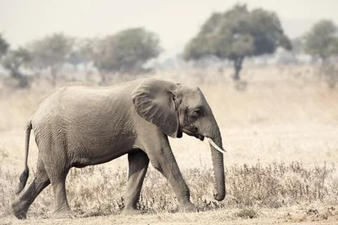 Wild Elephant Stock Photos