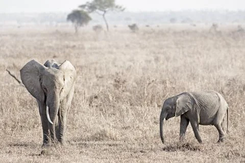 Wild Elephant Stock Photos