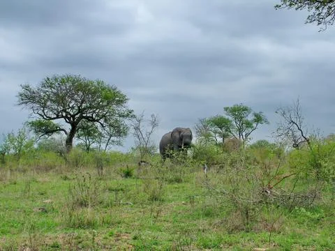 Wild Elephant Stock Photos