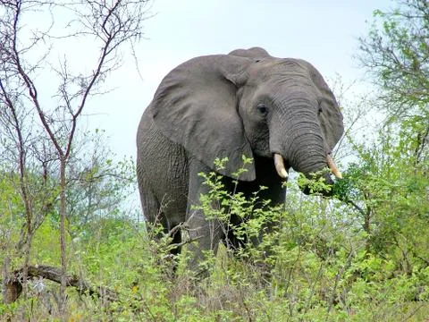 Wild Elephant Stock Photos