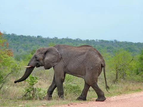 Wild Elephant Stock Photos