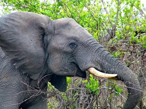 Wild Elephant Stock Photos