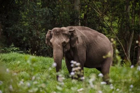 Wild elephant Stock Photos