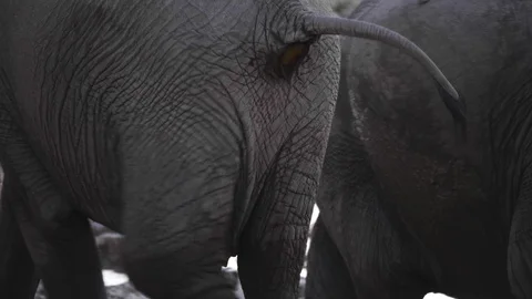 Wild elephant pooping while walking Stock-Footage 93759461