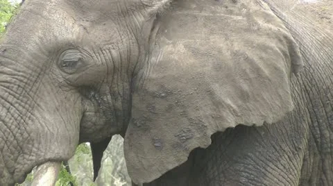 Wild elephant portrait Stock Footage 11186230