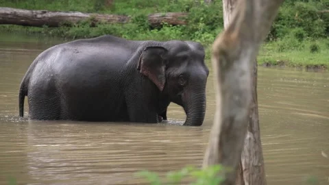 Wild elephant taking bath in pond Stock Footage 163076484