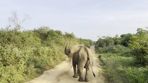 Wild elephant throwing dust walking on road Udawalawe Sri Lanka Video stock 331721970