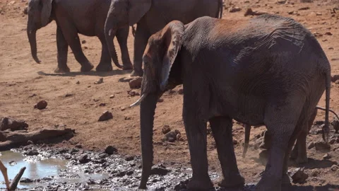 Wild elephant throwing mud at watering hole Stock Footage 137743216