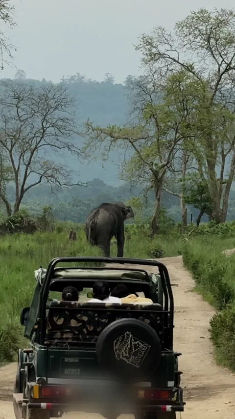 Wild Elephant Walking In Front of Jeep In Kaziranga National Park Editorial Vídeo Stock 344783175
