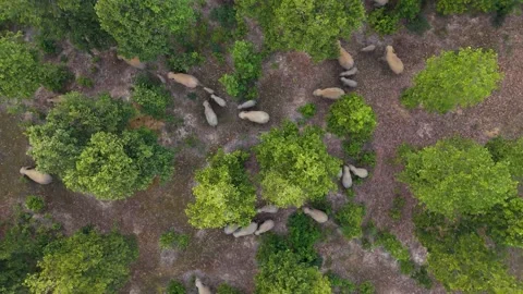 Wild elephants 1 Stock Footage 296092553