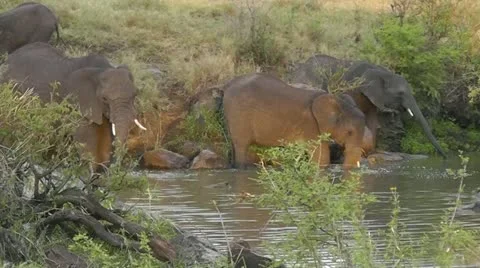 Wild elephants bathing and drinking Stock Footage 11165798