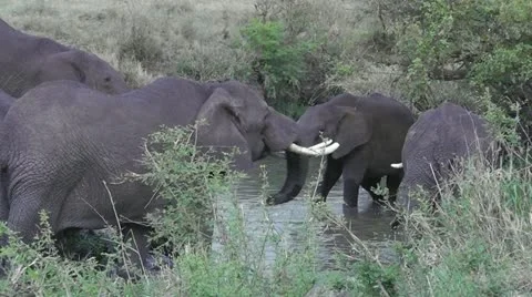 Wild elephants drinking and bathing in Serengeti Stock Footage 11186546