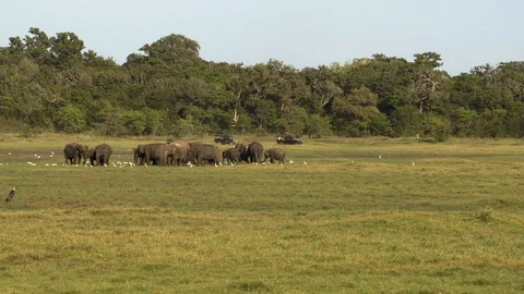 Wild elephants eating grass Stock Footage 105031300