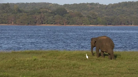 Wild elephants eating grass Stock Footage 105031756