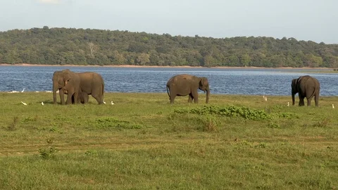 Wild elephants eating grass Stock Footage 105031884