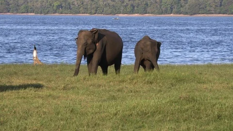 Wild elephants eating grass Stock Footage 105032296