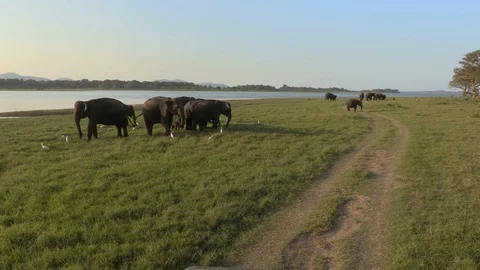 Wild elephants eating grass Stock Footage 105032392