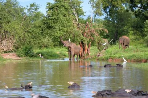 Wild elephants feeding Stock Photos