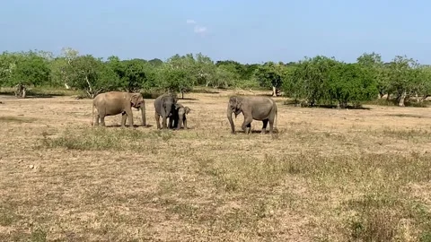 Wild elephants Vídeos de archivo 135400194