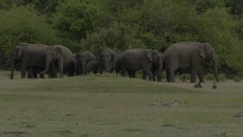 Wild elephants Stock Footage 290188840