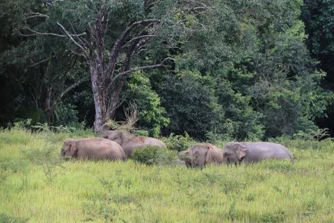 Wild elephants Stock Photos