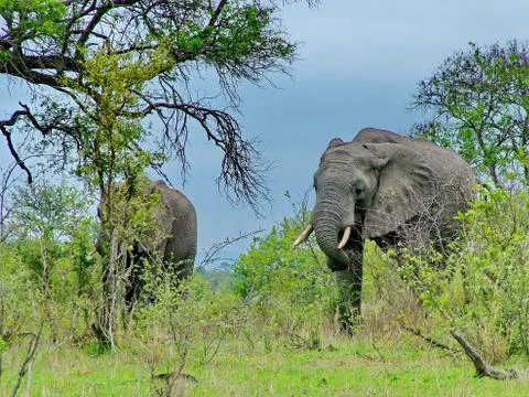Wild Elephants Stock Photos