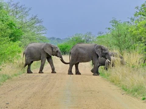 Wild Elephants Stock Photos