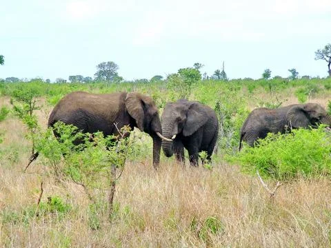 Wild Elephants Stock Photos