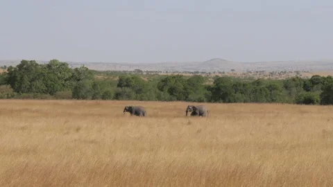 Wild Elephants Walks Through Hilly African Savanna With Yellow Grassland Stock Footage 194679538
