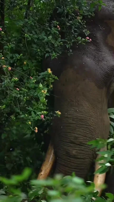 Wild elephants in the wild Stock Footage 321289656