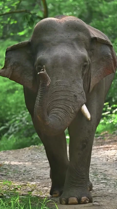 Wild elephants in the wild Stock Footage 321751031