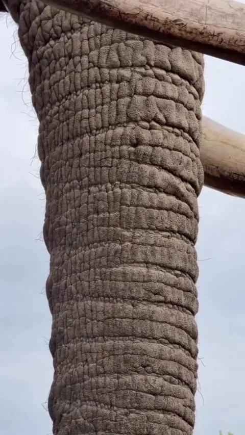 Wild elephants in the wild Stock Footage 321751126