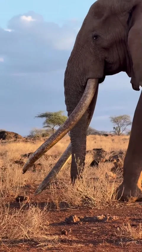 Wild elephants in the wild Stock Footage 325044437