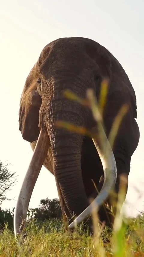 Wild elephants in the wild Stock Footage 325044510