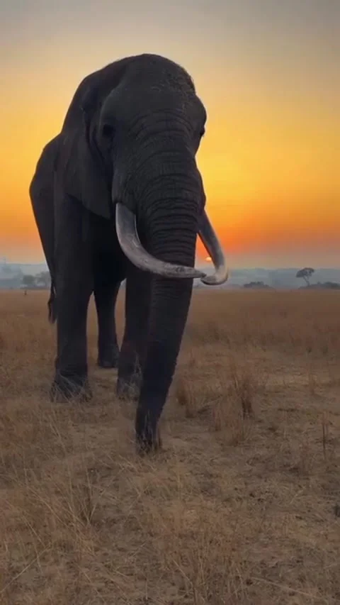 Wild elephants in the wild Stock Footage 325044536