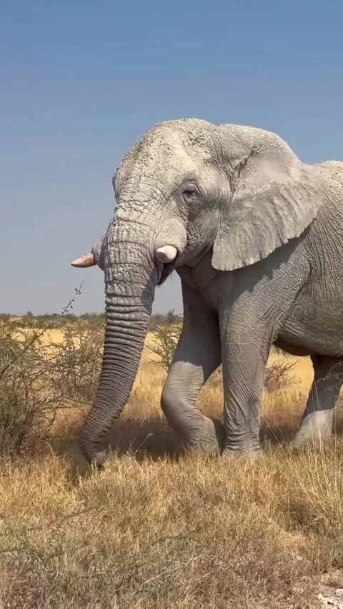 Wild elephants in the wild Stock Footage 325044671