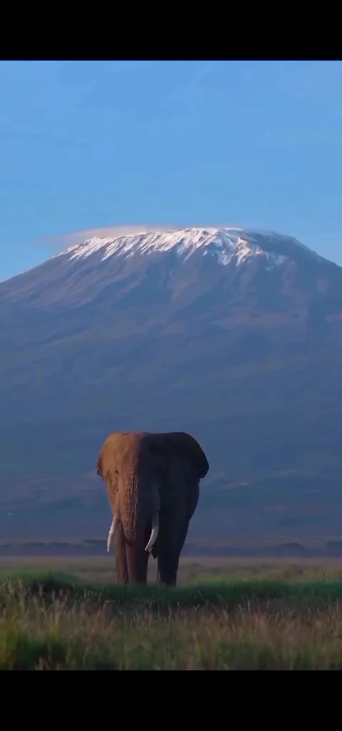 Wild elephants in the wild Stock Footage 325044749